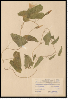 Calystegia sepium (L.) R. Br.