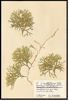 Diphasiastrum complanatum (L.) Holub