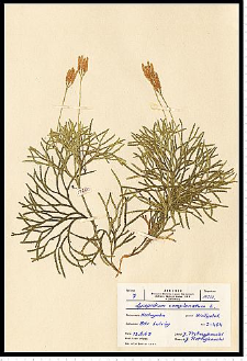 Diphasiastrum complanatum (L.) Holub