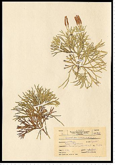 Diphasiastrum complanatum (L.) Holub