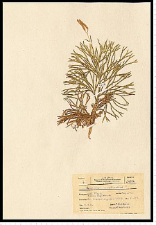 Diphasiastrum complanatum (L.) Holub