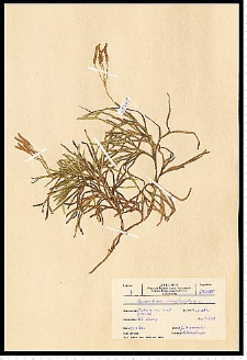 Diphasiastrum complanatum (L.) Holub