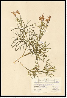 Diphasiastrum complanatum (L.) Holub