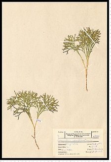 Diphasiastrum complanatum (L.) Holub