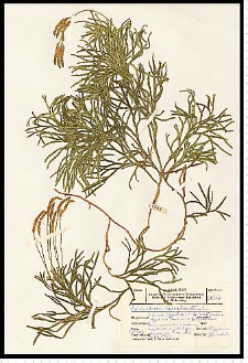 Diphasiastrum complanatum (L.) Holub
