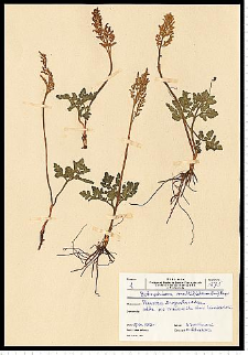 Botrychium multifidum (S. G. Gmel.) Rupr.