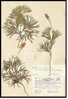 Diphasiastrum complanatum (L.) Holub