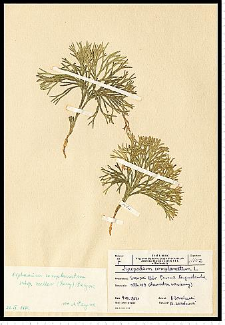 Diphasiastrum complanatum (L.) Holub