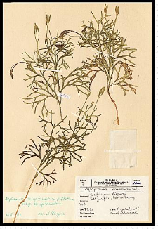 Diphasiastrum complanatum (L.) Holub