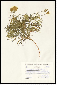 Diphasiastrum complanatum (L.) Holub