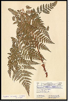 Dryopteris expansa (C. Presl) Fraser-Jenk. & Jermy