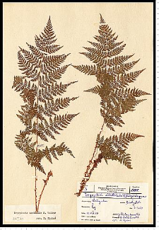 Dryopteris expansa (C. Presl) Fraser-Jenk. & Jermy