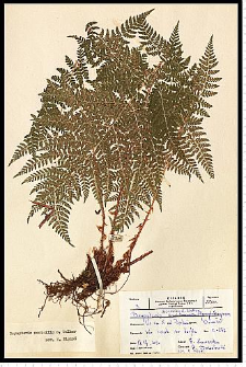 Dryopteris expansa (C. Presl) Fraser-Jenk. & Jermy