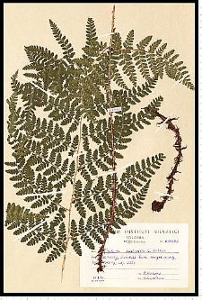 Dryopteris expansa (C. Presl) Fraser-Jenk. & Jermy