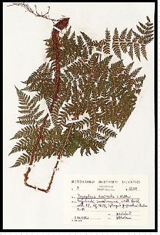 Dryopteris expansa (C. Presl) Fraser-Jenk. & Jermy