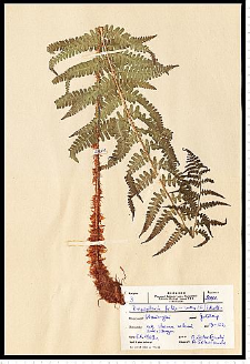 Dryopteris filix-mas (L.) Schott