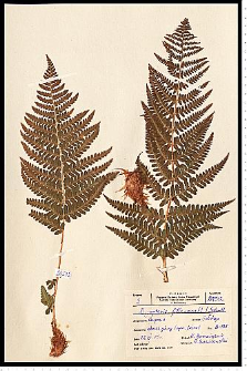 Dryopteris filix-mas (L.) Schott