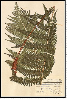 Dryopteris filix-mas (L.) Schott