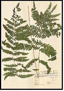 Thelypteris palustris Schott