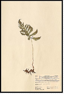 Phegopteris connectilis (Michx.) Watt