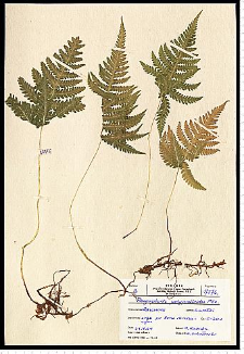 Phegopteris connectilis (Michx.) Watt