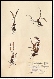 Blechnum spicant (L.) Roth