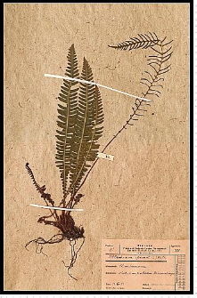 Blechnum spicant (L.) Roth