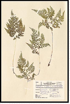Cystopteris sudetica A. Braun & Milde