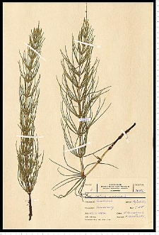 Equisetum arvense L.