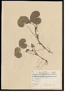 Asarum europaeum L.