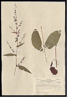 Rumex sanguineus L.