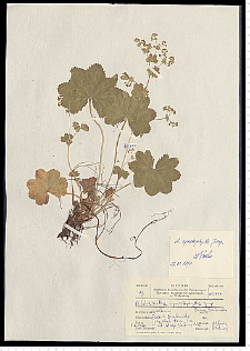 Alchemilla cymatophylla Juz.