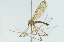 Epiphragma ocellare (Linnaeus, 1761)