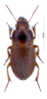 Harpalus autumnalis (Duftschmid, 1812)