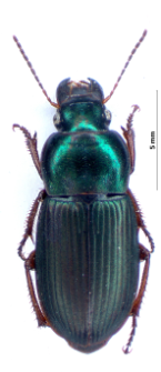 Harpalus cupreus (Dejean, 1829a)