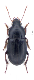 Harpalus flavicornis (Dejean, 1829a)