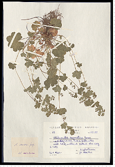 Alchemilla sarmatica Juz.