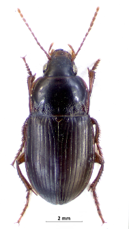 Amara equestris (Duftschmid, 1812)