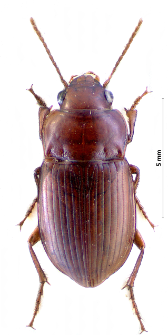 Amara fulva (O. F. Müller, 1776)