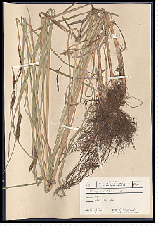 Carex gracilis Curtis