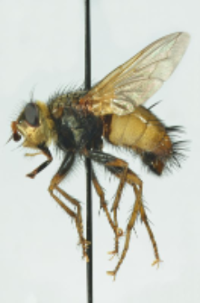 Tachina fera (Linnaeus, 1761)