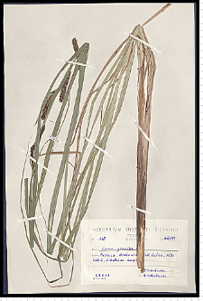 Carex gracilis Curtis