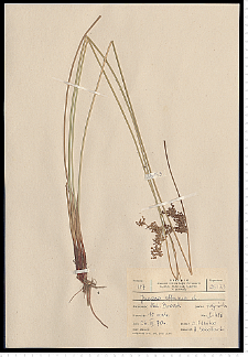 Juncus effusus L.