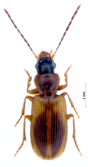 Anthracus consputus (Duftschmid, 1812)