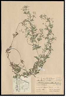 Galium rivale (Sibth. & Sm.) Griseb.