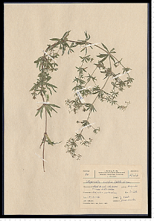 Galium rivale (Sibth. & Sm.) Griseb.