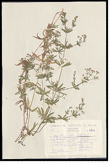 Galium rivale (Sibth. & Sm.) Griseb.