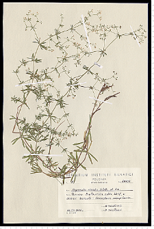 Galium rivale (Sibth. & Sm.) Griseb.