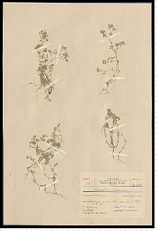 Scleranthus annuus L.