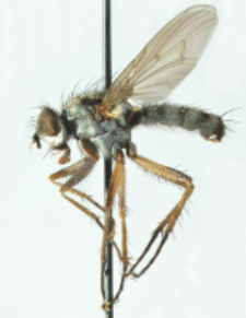 Eustalomyia vittipes (Zetterstedt, 1845)